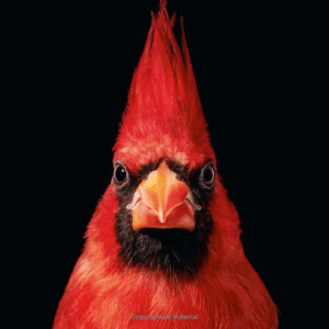 Birds - Data collection and Analysis - Image 4