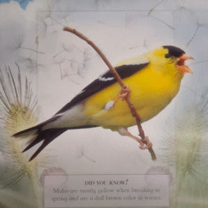 Bird song / language & the whistled language