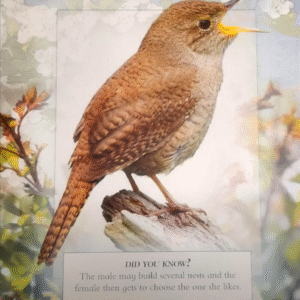 Bird song / language & the whistled language - Image 3