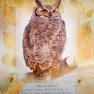 Bird song / language & the whistled language - Image 4
