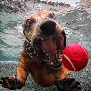Photog for underwater dogs! - Image 2