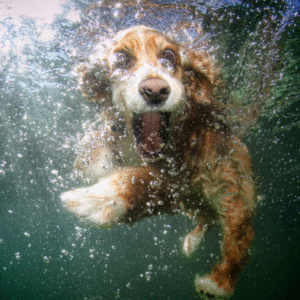 Photog for underwater dogs! - Image 3