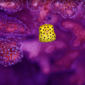 Underwater Photography - for your eyes only! - Image 2